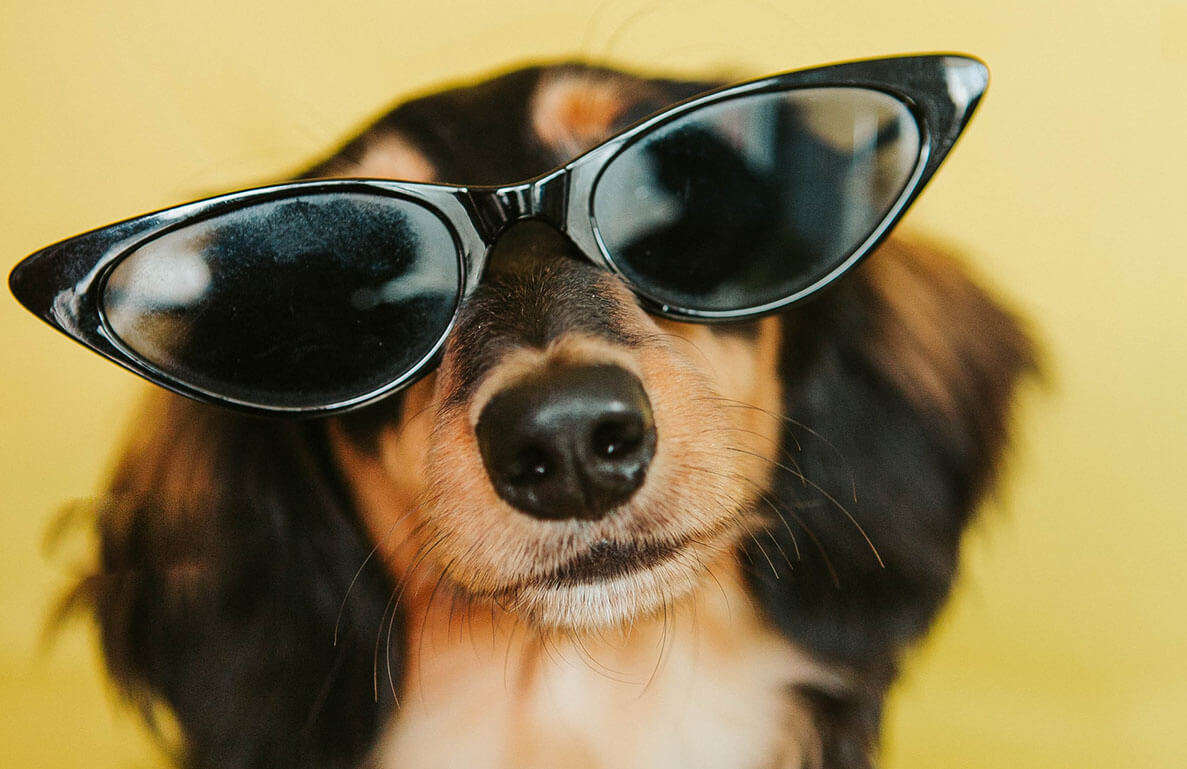 Dog wearing sunglasses